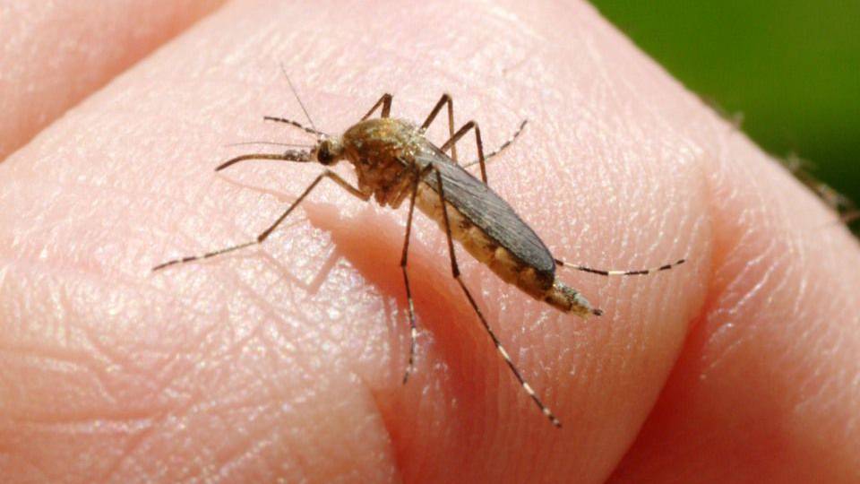 Általános tájékoztató a szúnyogok elleni védekezésről
